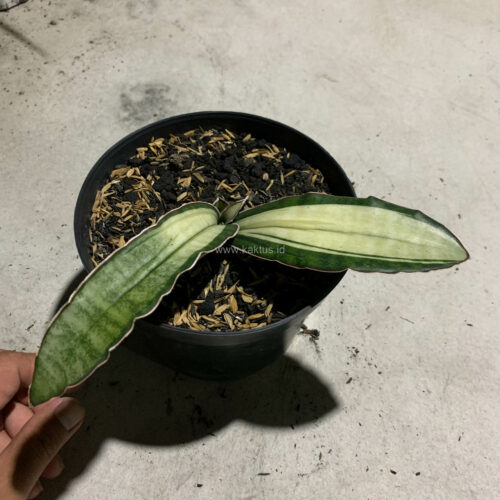 Sansevieria Malawi Bat White Variegated, real gallery image #19 plants. Picture taken directly from kaktus.id community Sansevieria farmer green houses.