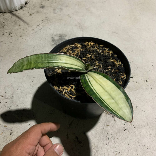 Sansevieria Malawi Bat White Variegated, real gallery image #16 plants. Picture taken directly from kaktus.id community Sansevieria farmer green houses.