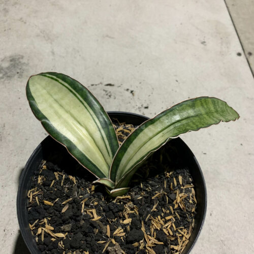 Sansevieria Malawi Bat White Variegated, real gallery image #23 plants. Picture taken directly from kaktus.id community Sansevieria farmer green houses.