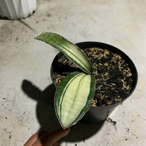 Sansevieria Malawi Bat White Variegated, real gallery image #13 plants. Picture taken directly from kaktus.id community Sansevieria farmer green houses.