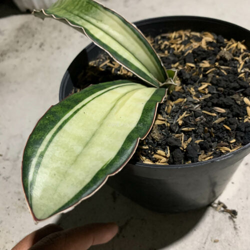 Sansevieria Malawi Bat White Variegated, real gallery image #9 plants. Picture taken directly from kaktus.id community Sansevieria farmer green houses.