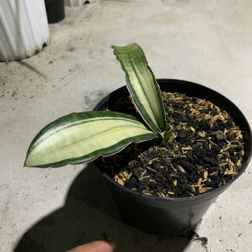 Sansevieria Malawi Bat White Variegated, real gallery image #4 plants. Picture taken directly from kaktus.id community Sansevieria farmer green houses.