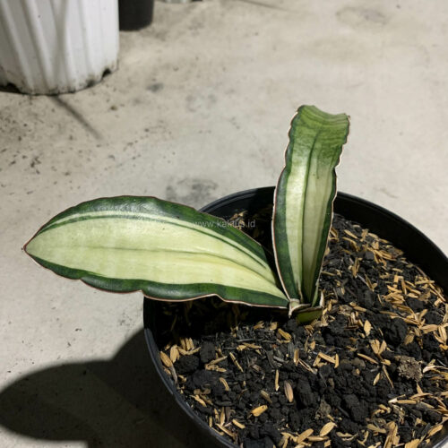 Sansevieria Malawi Bat White Variegated, real gallery image #2 plants. Picture taken directly from kaktus.id community Sansevieria farmer green houses.