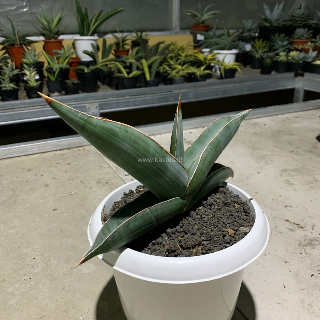 kaktus.id