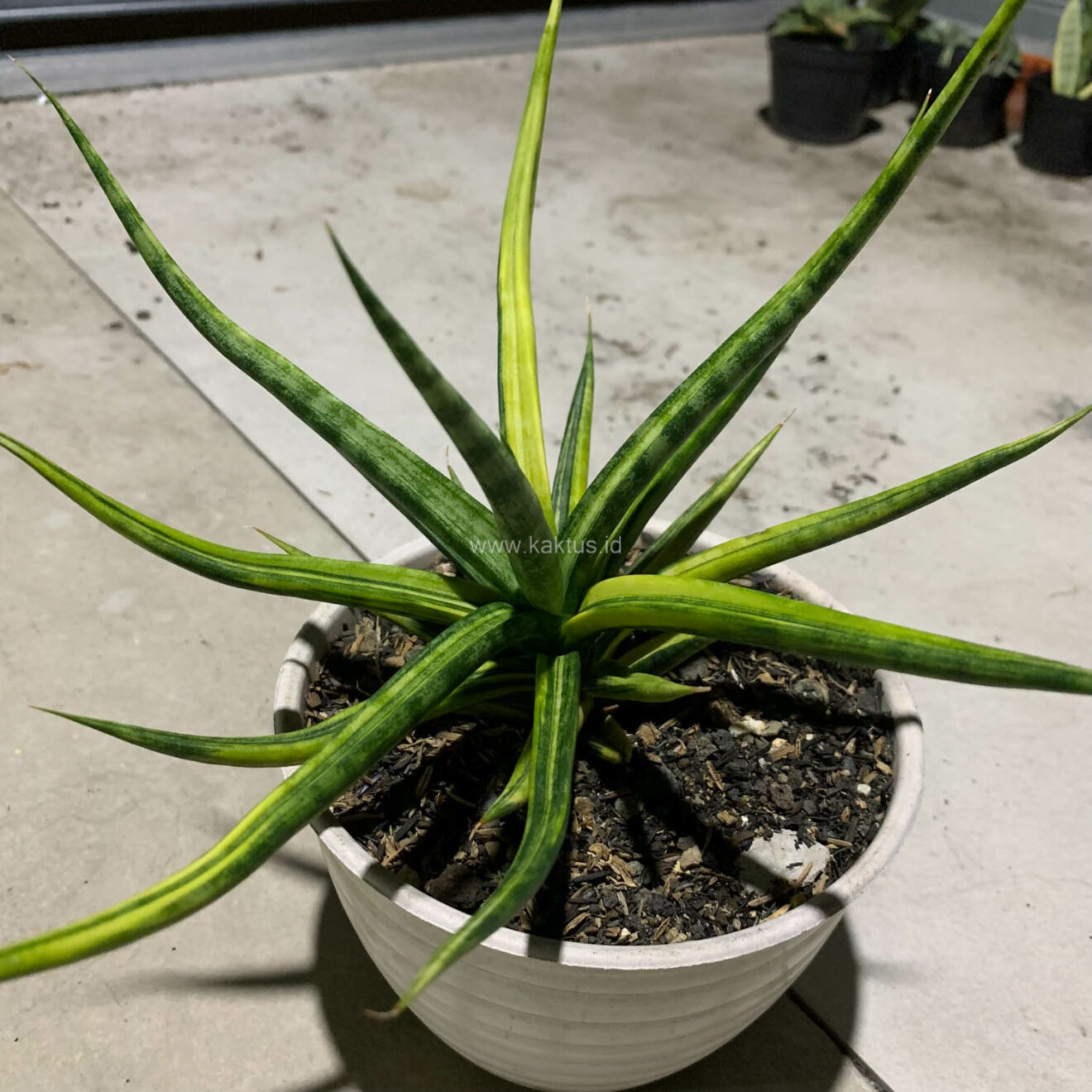 Sansevieria Bunlo Torch Variegated, real gallery image #8 plants. Picture taken directly from kaktus.id community Sansevieria farmer green houses.