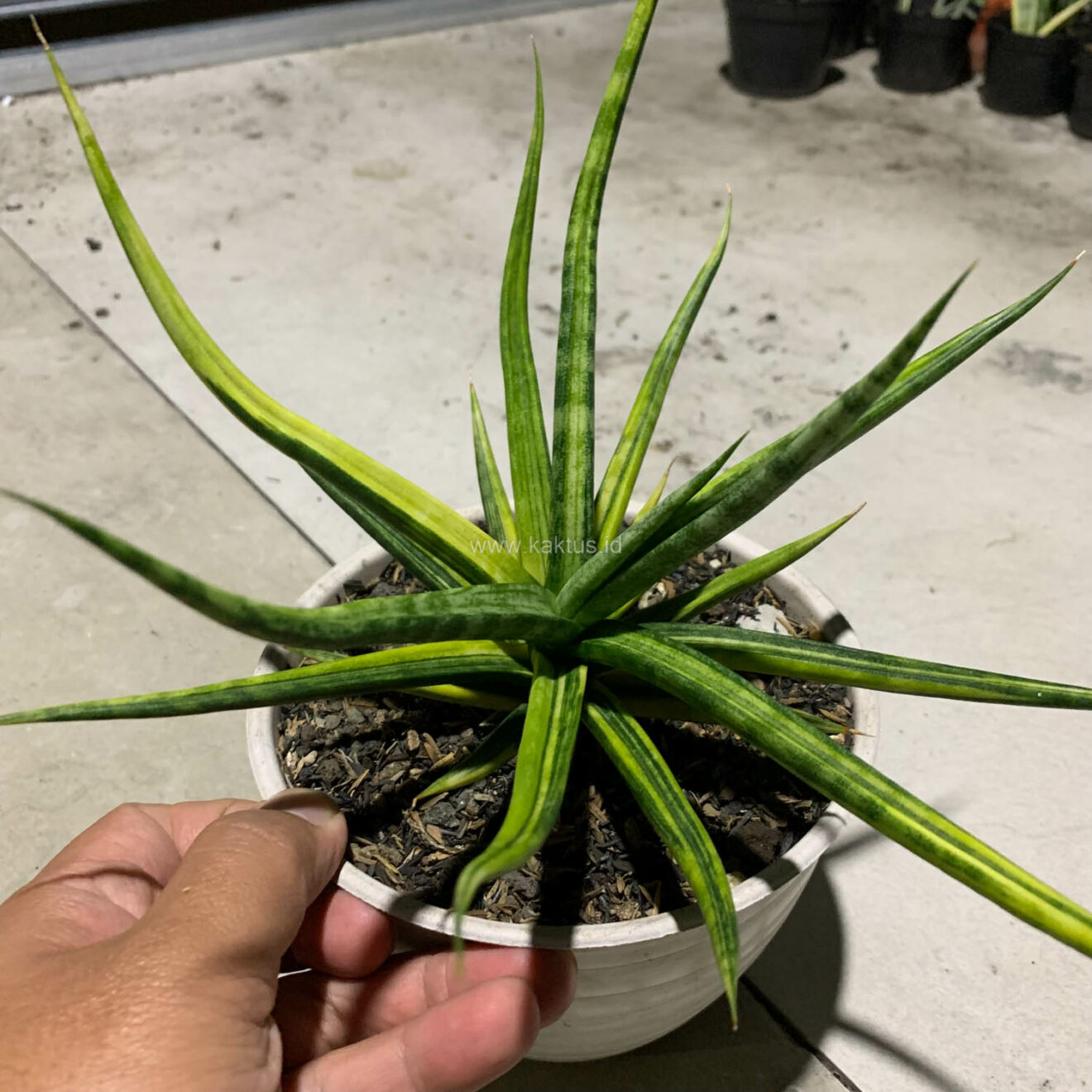 Sansevieria Bunlo Torch Variegated, real gallery image #7 plants. Picture taken directly from kaktus.id community Sansevieria farmer green houses.