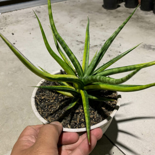 Sansevieria Bunlo Torch Variegated, real gallery image #6 plants. Picture taken directly from kaktus.id community Sansevieria farmer green houses.