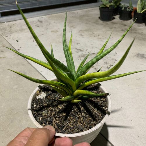 Sansevieria Bunlo Torch Variegated, real gallery image #5 plants. Picture taken directly from kaktus.id community Sansevieria farmer green houses.