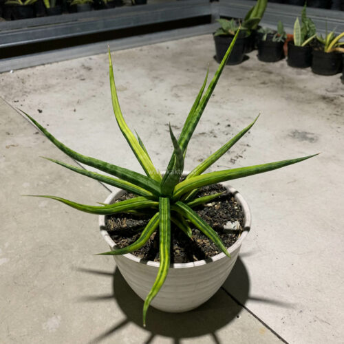 Sansevieria Bunlo Torch Variegated, real gallery image #9 plants. Picture taken directly from kaktus.id community Sansevieria farmer green houses.