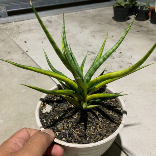 Sansevieria Bunlo Torch Variegated, real gallery image #4 plants. Picture taken directly from kaktus.id community Sansevieria farmer green houses.