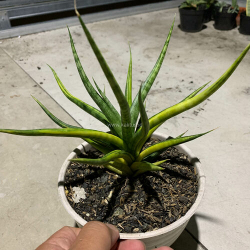 Sansevieria Bunlo Torch Variegated, real gallery image #3 plants. Picture taken directly from kaktus.id community Sansevieria farmer green houses.