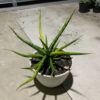 Sansevieria Bunlo Torch Variegated, real gallery image #2 plants. Picture taken directly from kaktus.id community Sansevieria farmer green houses.