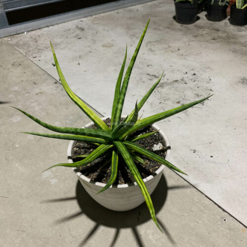 Sansevieria Bunlo Torch Variegated, real gallery image #1 plants. Picture taken directly from kaktus.id community Sansevieria farmer green houses.
