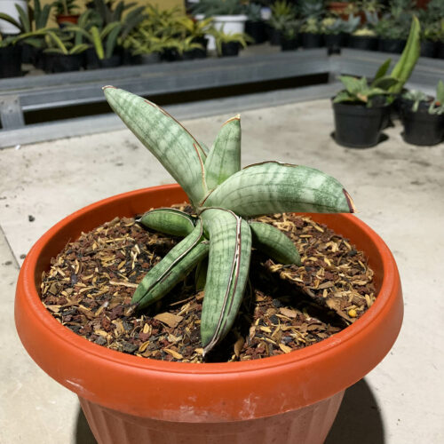 Sansevieria Eilensis Size 18 Cm, real gallery image #7 plants. Picture taken directly from kaktus.id community Sansevieria farmer green houses.