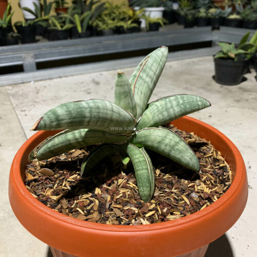 Sansevieria Eilensis Size 18 Cm, real gallery image #6 plants. Picture taken directly from kaktus.id community Sansevieria farmer green houses.