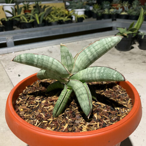 Sansevieria Eilensis Size 18 Cm, real gallery image #5 plants. Picture taken directly from kaktus.id community Sansevieria farmer green houses.