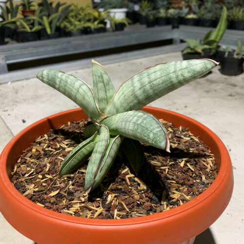 Sansevieria Eilensis Size 18 Cm, real gallery image #4 plants. Picture taken directly from kaktus.id community Sansevieria farmer green houses.
