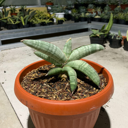 Sansevieria Eilensis Size 18 Cm, real gallery image #8 plants. Picture taken directly from kaktus.id community Sansevieria farmer green houses.