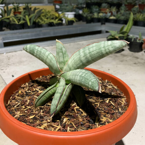 Sansevieria Eilensis Size 18 Cm, real gallery image #1 plants. Picture taken directly from kaktus.id community Sansevieria farmer green houses.