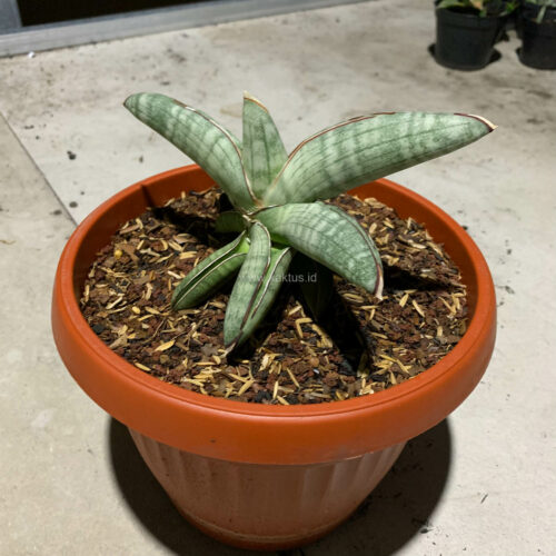 Sansevieria Eilensis Size 18 Cm, real gallery image #3 plants. Picture taken directly from kaktus.id community Sansevieria farmer green houses.