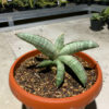 Sansevieria Eilensis Size 18 Cm, real gallery image #2 plants. Picture taken directly from kaktus.id community Sansevieria farmer green houses.