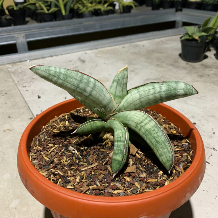 1089. Sansevieria Eilensis Size 18 Cm
