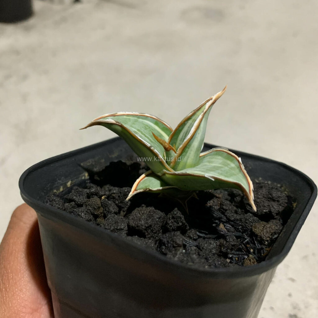 kaktus.id