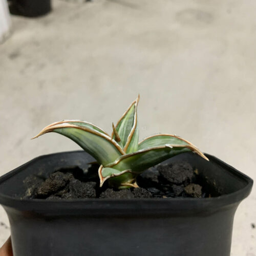 Sansevieria Pinguicula White Variegated, real gallery image #5 plants. Picture taken directly from kaktus.id community Sansevieria farmer green houses.