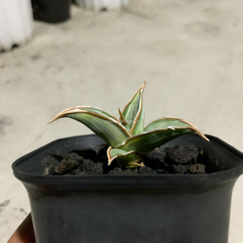 Sansevieria Pinguicula White Variegated, real gallery image #4 plants. Picture taken directly from kaktus.id community Sansevieria farmer green houses.