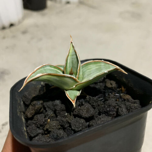Sansevieria Pinguicula White Variegated, real gallery image #3 plants. Picture taken directly from kaktus.id community Sansevieria farmer green houses.