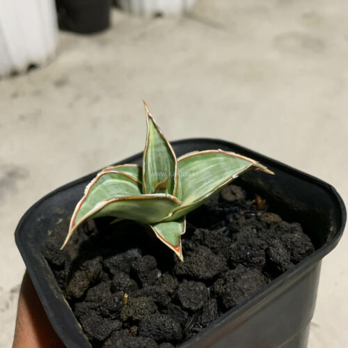 Sansevieria Pinguicula White Variegated, real gallery image #2 plants. Picture taken directly from kaktus.id community Sansevieria farmer green houses.