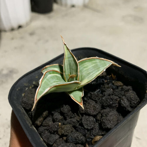 Sansevieria Pinguicula White Variegated, real gallery image #1 plants. Picture taken directly from kaktus.id community Sansevieria farmer green houses.