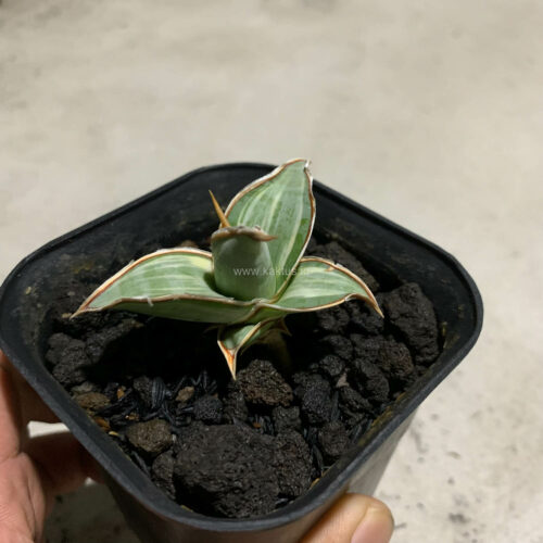 Sansevieria Pinguicula White Variegated, real gallery image #12 plants. Picture taken directly from kaktus.id community Sansevieria farmer green houses.