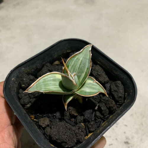 Sansevieria Pinguicula White Variegated, real gallery image #11 plants. Picture taken directly from kaktus.id community Sansevieria farmer green houses.