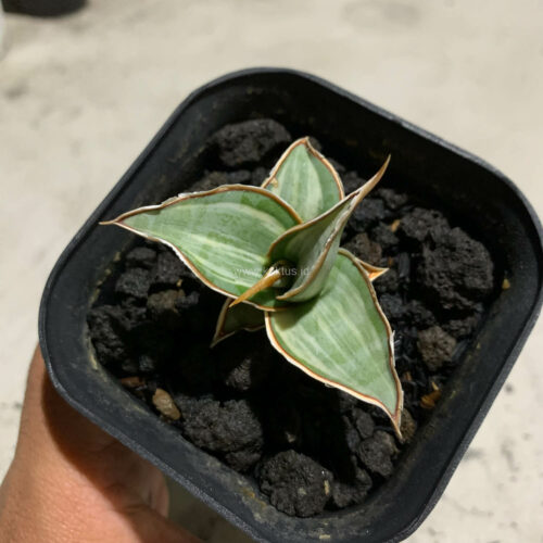 Sansevieria Pinguicula White Variegated, real gallery image #9 plants. Picture taken directly from kaktus.id community Sansevieria farmer green houses.
