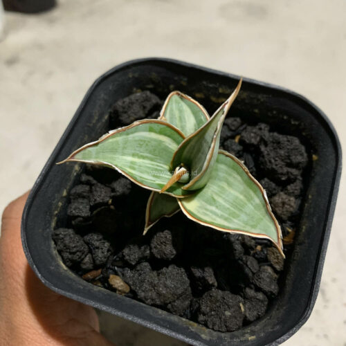 Sansevieria Pinguicula White Variegated, real gallery image #8 plants. Picture taken directly from kaktus.id community Sansevieria farmer green houses.