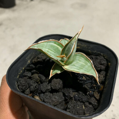 Sansevieria Pinguicula White Variegated, real gallery image #7 plants. Picture taken directly from kaktus.id community Sansevieria farmer green houses.