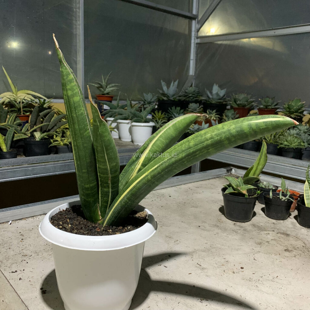 SANSEVIERIA SINUS-SIMIORUM `ZIMBABWE` 【公式通販】