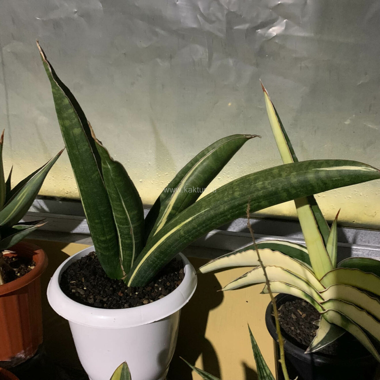 Sansevieria Sinus Zimbabwe White Variegated, real gallery image #11 plants. Picture taken directly from kaktus.id community Sansevieria farmer green houses.