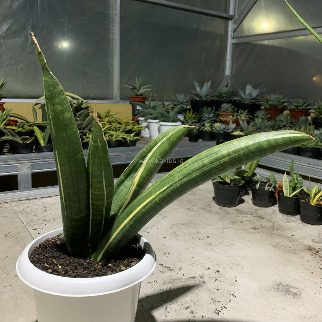 Sansevieria Sinus Zimbabwe White Variegated, real gallery image #7 plants. Picture taken directly from kaktus.id community Sansevieria farmer green houses.