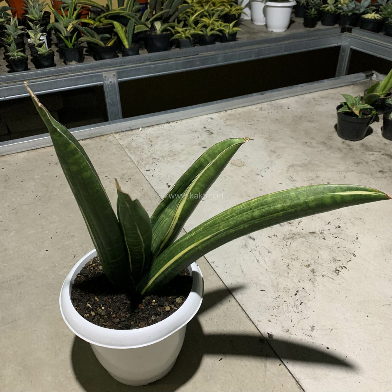 Sansevieria Sinus Zimbabwe White Variegated, real gallery image #3 plants. Picture taken directly from kaktus.id community Sansevieria farmer green houses.