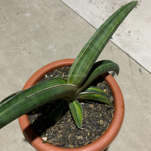 Sansevieria Pfisteri Variegated, real gallery image #1 plants. Picture taken directly from kaktus.id community Sansevieria farmer green houses.