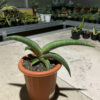 Sansevieria Pfisteri Variegated, real gallery image #10 plants. Picture taken directly from kaktus.id community Sansevieria farmer green houses.