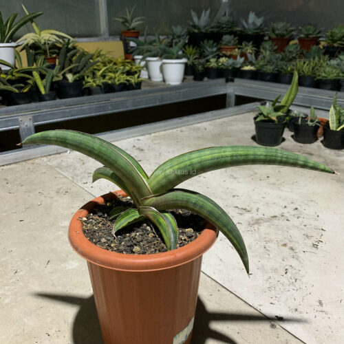 Sansevieria Pfisteri Variegated, real gallery image #9 plants. Picture taken directly from kaktus.id community Sansevieria farmer green houses.