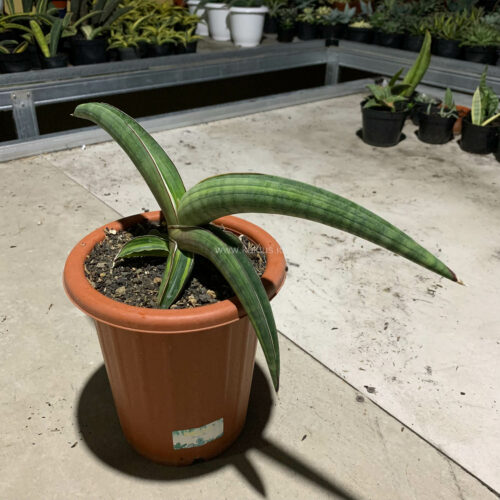 Sansevieria Pfisteri Variegated, real gallery image #8 plants. Picture taken directly from kaktus.id community Sansevieria farmer green houses.