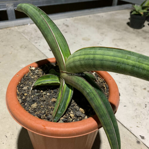 Sansevieria Pfisteri Variegated, real gallery image #7 plants. Picture taken directly from kaktus.id community Sansevieria farmer green houses.