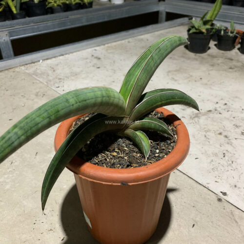 Sansevieria Pfisteri Variegated, real gallery image #6 plants. Picture taken directly from kaktus.id community Sansevieria farmer green houses.