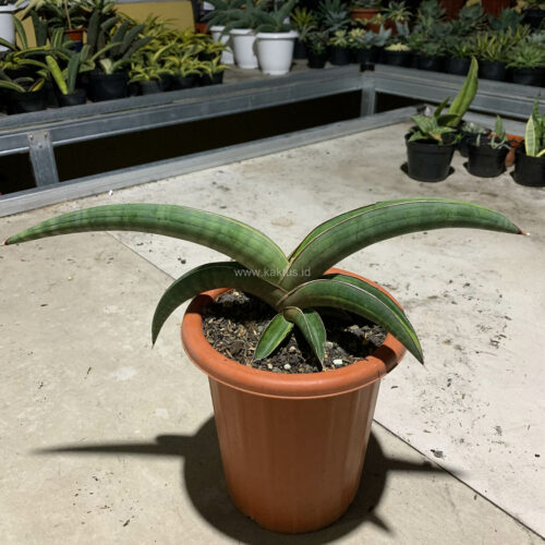 Sansevieria Pfisteri Variegated, real gallery image #5 plants. Picture taken directly from kaktus.id community Sansevieria farmer green houses.