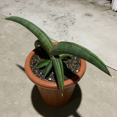 Sansevieria Pfisteri Variegated, real gallery image #4 plants. Picture taken directly from kaktus.id community Sansevieria farmer green houses.