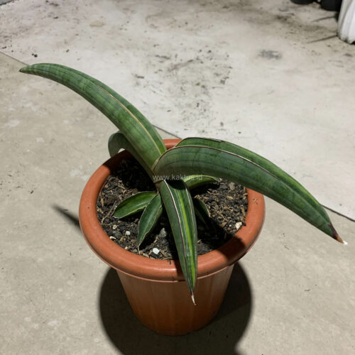 Sansevieria Pfisteri Variegated, real gallery image #3 plants. Picture taken directly from kaktus.id community Sansevieria farmer green houses.